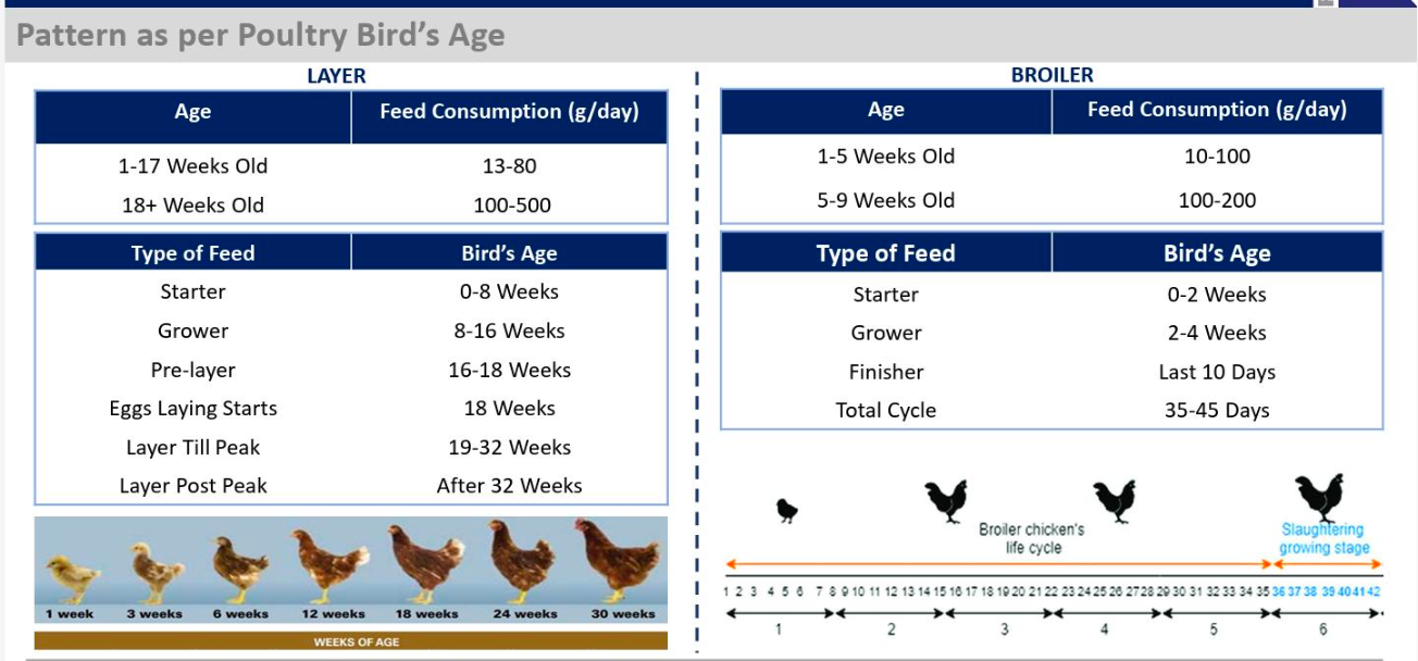 Poultry Farm